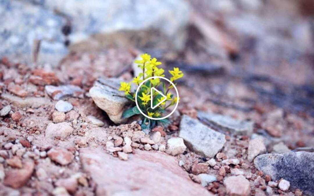 Vídeos: resiliencia