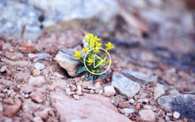 Vídeos: resiliencia