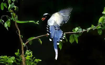 Effetti nocivi della pornografia