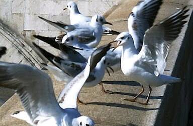 Responsabilidad en adicciones comportamentales y drogas