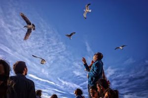 seagulls-5473897_1920_opt