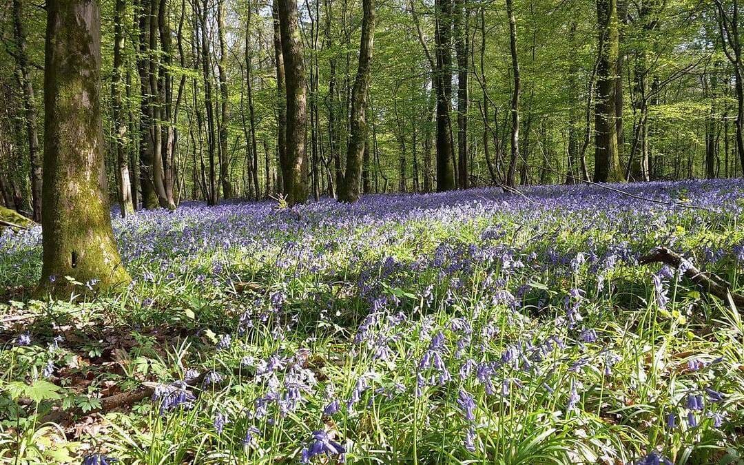El papel de los afectos en la vida de oración