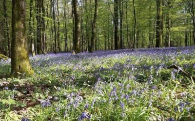 El papel de los afectos en la vida de oración