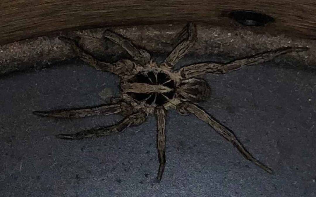 Cómo abandonar la pornografía y por qué