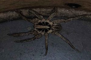 script on how to abandon pornography and why, pornography is a theft of privacy, threat to the health of the population, pornography traps like a spider, Wenceslao Vial