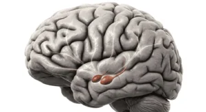 Diagramma dell'amigdala e della corteccia prefrontale per la gestione dei conflitti