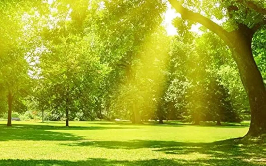 Libertad interior: raíz del vínculo y del compromiso