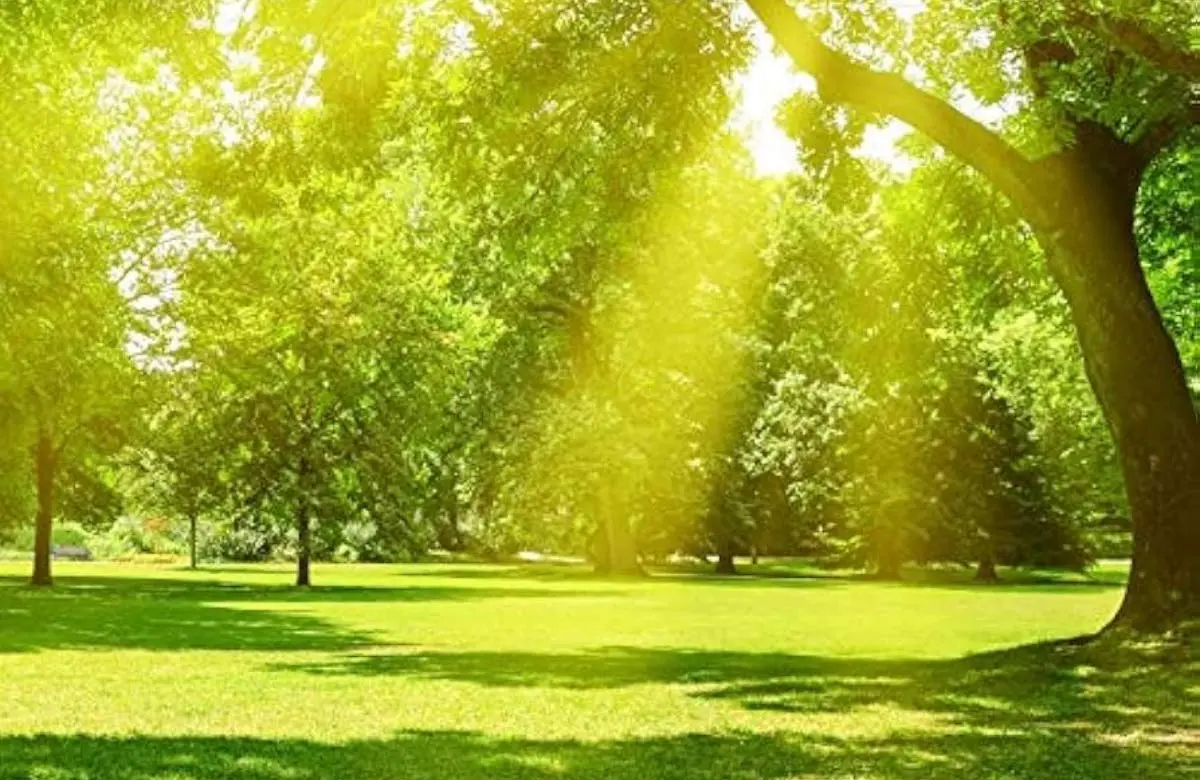 Libertad interior, vínculo y compromiso Luz en el bosque: descubrir mundo interior libre, donde se aprecia tendencia esencial, vínculo, compromiso;, Graciela Soriano